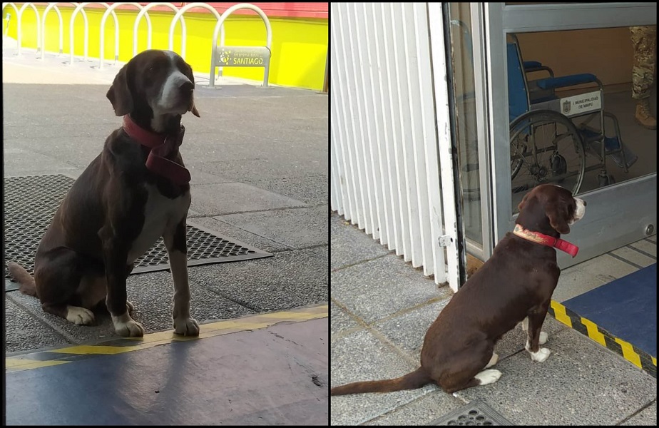 El perrito sigue esperando a su dueño en el Polideportivo Martín Vargas de Maipú