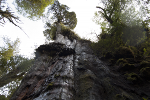 Chile celebra el Día del Árbol como hogar de algunos de los árboles más antiguos del planeta
