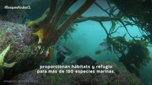 VIDEO| Campaña ciudadana educa sobre el valor y necesidad de proteger los bosques de algas