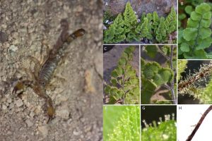 Escorpión de Mistral y helecho de Putaendo: Descubren dos nuevas especies en Chile