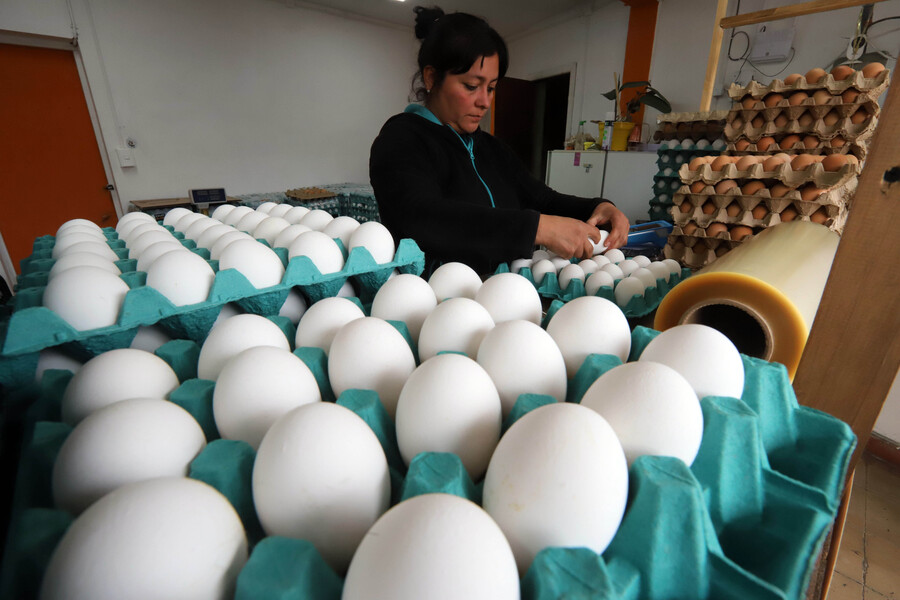 Ante efectos de gripe aviar: Empresas productoras de huevos piden fondo de $9 mil millones