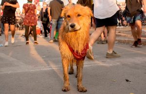Muere el ‘Rucio Capucha’, uno de los perros íconos de las protestas del estallido social