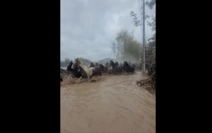 VIDEO| Temporal: Viralizan conmovedor registro de rescate de caballos y burros en Salsipuedes