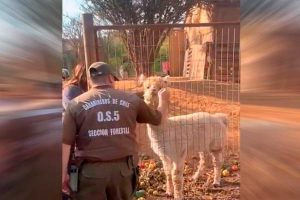 VIDEO| ¡Apareció Tilín! Alpaca robada en Quilpué regresa sana y salva con su familia