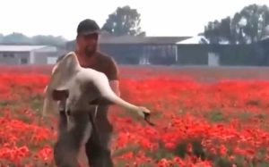 VIDEO| Cisnes drogadictos: El drama en los campos de amapola de Eslovaquia