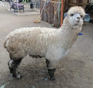 “Se busca a Tilín”: Alpaca desaparece en Quilpué y familia hace desesperado llamado