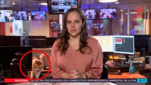 VIDEO| La michi periodista: Tierna gatita irrumpe en despacho en vivo de noticiario