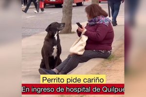 VIDEO| Perrito que pide cariño afuera de hospital de Quilpué es viral: "Son angelitos"