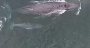 VIDEO| Mira el fabuloso registro de ballena amamantando a su cría que es único en el mundo