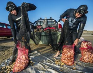 Olivos y mariscos: actividades que impulsan en La Higuera en alternativa a industrialización