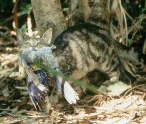 Gripe aviar y COVID dejan cientos de miles de gatos muertos en el mundo y OMS alerta