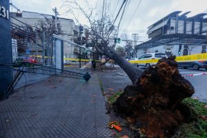 Día del Árbol: a la sombra de tres mil árboles menos en Providencia