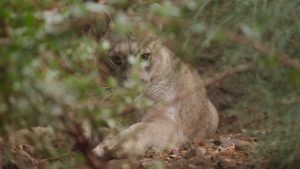 ¿Quieres saber más sobre la fauna nativa?: Conoce Refugio Animal Cascada