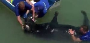 VIDEO| Tras ser insistentemente hostigado Toro muere ahogado en Alicante