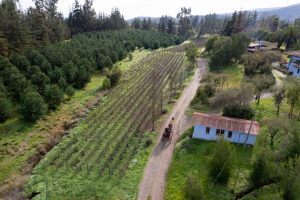 Viñas en jardines de casas: Nueva tendencia entre amantes del vino en valle santiaguino