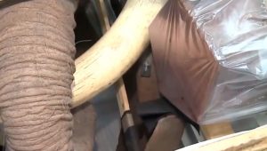 VIDEO| Empresario chileno cazó elefante en África: Lo trajo en trozos convertidos en muebles