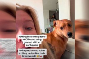 VIDEO| “Here we go again!”: Tiktokera estadounidense y su perro reaccionan al fuerte sismo