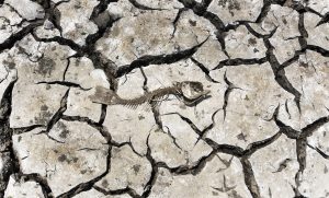 La sequía sigue: Piden medidas y ayudas para Petorca y la región de Atacama por falta de agua
