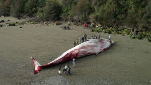 VIDEO | Aparece ballena azul varada cerca de canal de Chacao: Sospechan impacto con barco