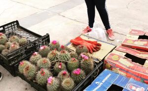 ¡No comprar!: Denuncian venta ilegal en ferias de cactus nativos que florecen en invierno