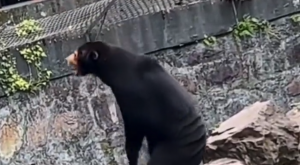 VIDEO| Zoológico chino descarta oficialmente que sus osos son personas disfrazadas