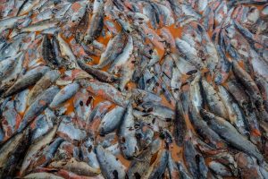 Piojos, suciedad y peces muertos: Muestran cómo se produce el salmón que comemos