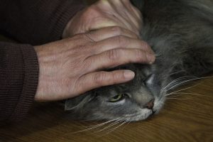 Detectan primera persona en Chile con hongo contagiado por gato: ¿Cómo se transmite?