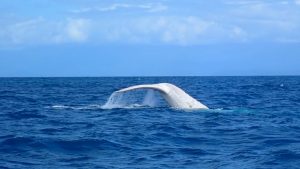 VIDEO| Avistan ballena jorobada totalmente blanca por primera vez en el Pacífico sur