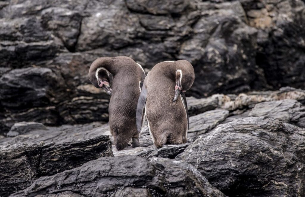 Pingüinos de Humboldt