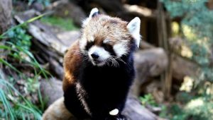 Triste noticia: Fallece tierno panda rojo en zoológico del Parque Metropolitano