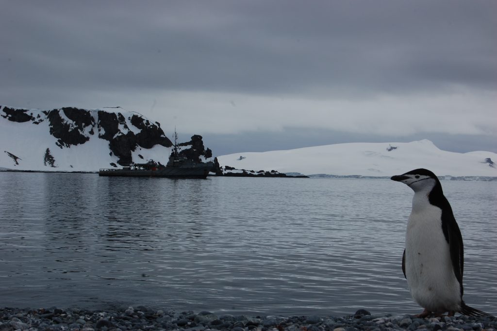 Instituto Milenio BASE llama a resguardar la biodiversidad en el Día de la Antártica Chilena