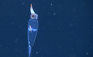 VIDEO| Graban a un "calamar de cristal" a 700 metros de profundidad en Alaska