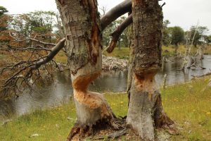 Más que las forestales: Castor daña los bosques patagónicos; el otro pulmón verde de Sudamérica