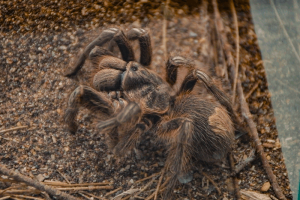Biólogo descubre en Tarapacá nueva "araña pollito" llamada cariñosamente Lara