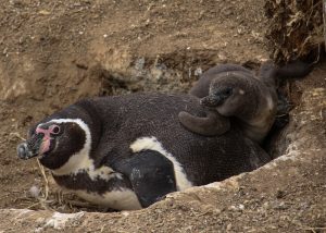 Plan nacional pide medidas en turismo y pesca para que no se extinga el pingüino de Humboldt