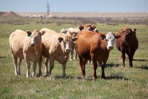 VIDEO| Conoce faceta de las vacas que de seguro te hará cambiar tu visión sobre ellas