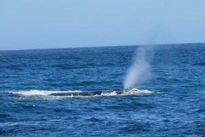 Ante sucesivos avistamientos de ballenas en costa chilena: Sólo sacar fotos con drones