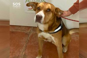 Apareció Dante: Perro atacado con honda en Villa Alemana está bien y le buscan hogar