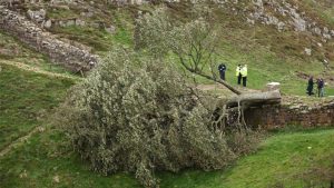 Conmoción en Inglaterra por tala de árbol de 300 años realizada por joven