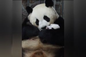 VIDEO| Emotivo reencuentro entre panda bebé y su mamá: Abrazos y mimos sacaron aplausos