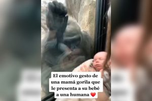 VIDEO| Encuentro de dos mundos: Mamá humana y gorila se muestran a hijos recién nacidos