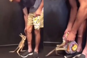 VIDEO| Lo más tierno que verás hoy: Canguro bebé saltó a bolsa para sentirse protegido