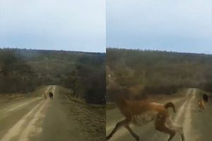 VIDEO| Perros asilvestrados atacan a guanaco: Hacen llamado a tenencia responsable