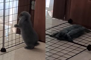VIDEO| ¡Pobrecito!: Conejo es aplastado cómicamente por pequeña rejilla y se vuelve viral