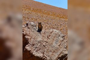 VIDEO| Turistas logran ver al "fantasma de los Andes" en frontera con Bolivia