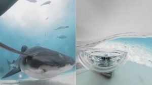 VIDEO| Tiburón tigre se traga una cámara y graba cómo es en su interior
