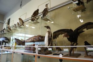 De albatros a libélulas: Abre al público muestra de 130 animales embalsamados en Valparaíso