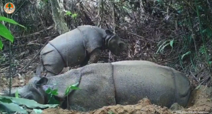 Consiguen grabar en cámara a una nueva cría del amenazado rinoceronte de Java en Indonesia