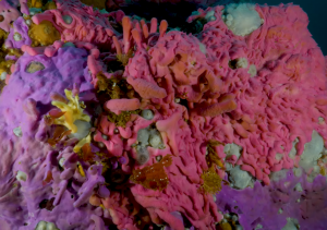 VIDEO| Nueva pieza audiovisual revela los vibrantes colores bajo el mar patagónico