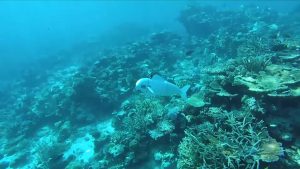 VIDEO| Belle: Pez robot inteligente espía el océano y recopila ADN de los ecosistemas